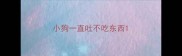 小狗一直吐不吃东西