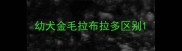 幼犬金毛拉布拉多区别