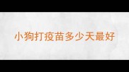 小狗打疫苗多少天最好