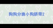 狗狗分娩小狗脐带