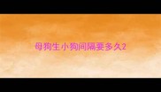 母狗生小狗间隔要多久