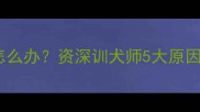 哈士奇幼犬脱毛怎么办资深训犬师5大原因与科学护理指南