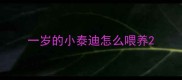 一岁的小泰迪怎么喂养