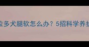 拉布拉多犬腿软怎么办5招科学养护指南