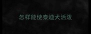 怎样能使泰迪犬活泼