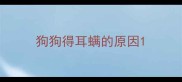 狗狗得耳螨的原因