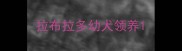 拉布拉多幼犬领养