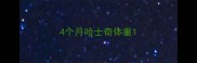 4个月哈士奇体重