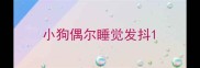 小狗偶尔睡觉发抖