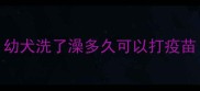幼犬洗了澡多久可以打疫苗