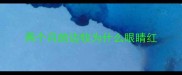 两个月的边牧为什么眼睛红