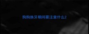 狗狗换牙期间要注意什么