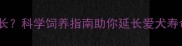 拉布拉多寿命有多长科学饲养指南助你延长爱犬寿命附养护要点