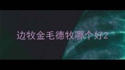 边牧金毛德牧哪个好