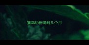 猫喝奶粉喝到几个月