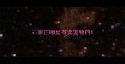 石家庄哪里有卖宠物的