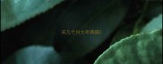 买几个月大布偶猫
