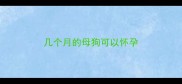 几个月的母狗可以怀孕
