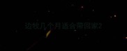 边牧几个月适合带回家