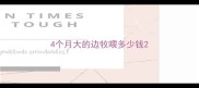 4个月大的边牧喂多少钱