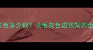 边境牧羊犬长毛灰色多少钱长毛灰色边牧饲养全攻略与选购指南
