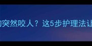 7个月大狗狗突然咬人这5步护理法让家长安心应对