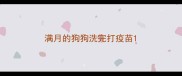 满月的狗狗洗完打疫苗