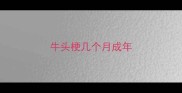 牛头梗几个月成年