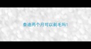 泰迪两个月可以剃毛吗