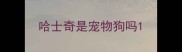 哈士奇是宠物狗吗