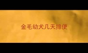 金毛幼犬几天排便