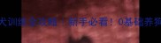 40天金毛幼犬训练全攻略新手必看0基础养狗家长速存