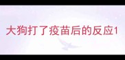 大狗打了疫苗后的反应