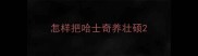 怎样把哈士奇养壮硕