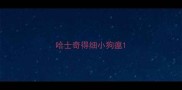 哈士奇得细小狗瘟
