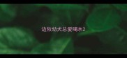 边牧幼犬总爱喝水