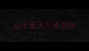 金毛夏天不肯走路