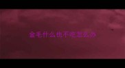 金毛什么也不吃怎么办