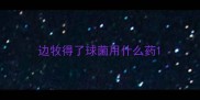 边牧得了球菌用什么药