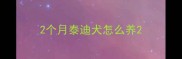 2个月泰迪犬怎么养