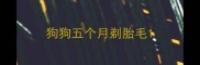 狗狗五个月剃胎毛