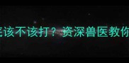猫咪疫苗到底该不该打资深兽医教你科学喂养指南