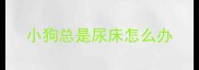 小狗总是尿床怎么办