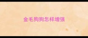金毛狗狗怎样增强