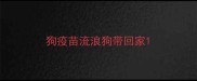狗疫苗流浪狗带回家