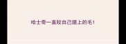 哈士奇一直咬自己腿上的毛