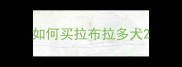 如何买拉布拉多犬