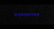 金毛狗狗如何喂养