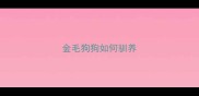 金毛狗狗如何驯养