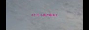 3个月小鹿犬呕吐